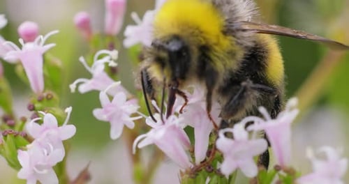 Fuzzy Bumblebee Foraging Nectar on Delicate Flowers