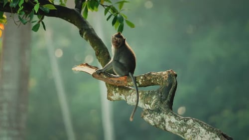 Monkey Sitting on Tree Branch in Tropical Forest
