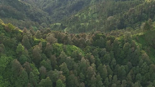 Aerial scenery of tropical rainforest on the hills. Woods vegetation on mountain.