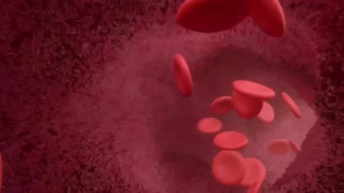 Animated Red Blood Cells Flowing Through Vein