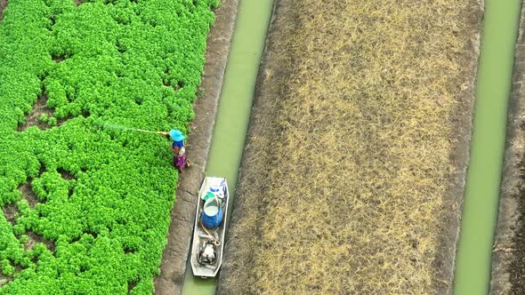The worker sprays insecticides across the vibrant vegetable field ...