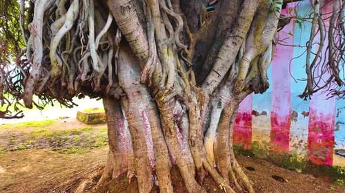 Banyan Tree - Aerial Roots - Close Up Shot