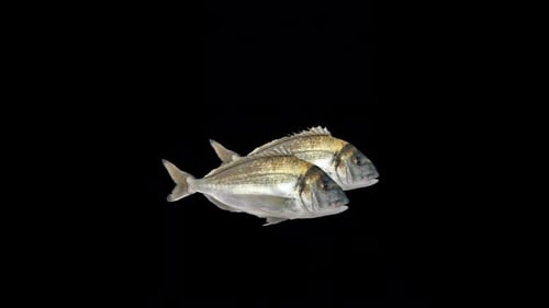 Meerbrassenfisch