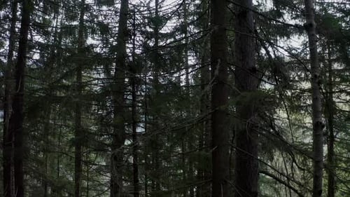 Schuss bewegt sich seitwärts in der Mitte eines Kiefernwaldes, zwischen den Bäumen.