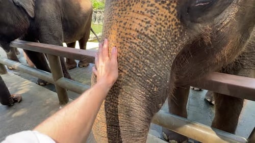 POV shot of a man touching Sumatran elephant (Elephas maximus sumatranus)