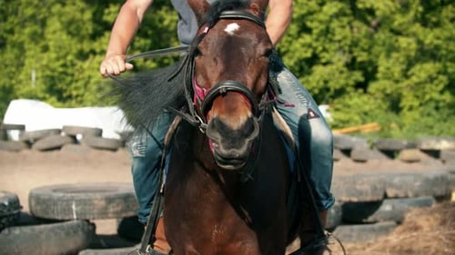Treinamento de equitação: jóquei controlando cavalo em paddock