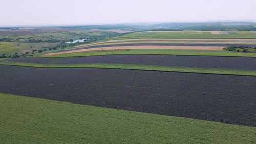 Lavender Field with Blooming Flowers Aerial View Drone Purple Field Summer Sun