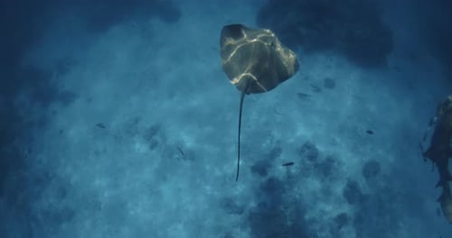 Stingray Swim Underwater in French Polynesia or Maldives Sting Ray Fish in Tropical Blue Sea Slow