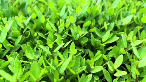 Macro Video of Green Young Sprouts Small Seedlings of Young Plants