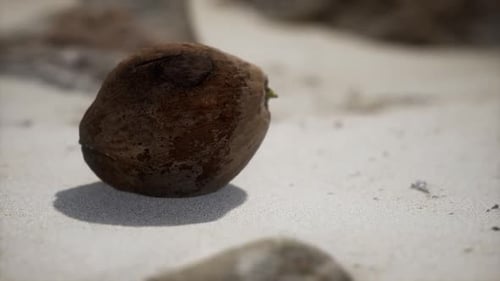 Brown Coconut on the Beach Sand