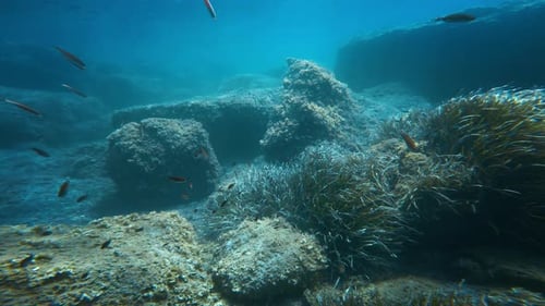 The Underwater Ecosystem Of The Ocean