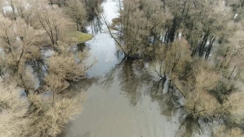 Aerial drone shot of trees standing and under water in swamp like water.