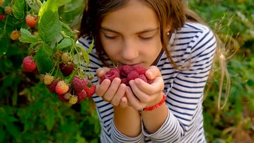 A Child Harvests Raspberries in the Garden
