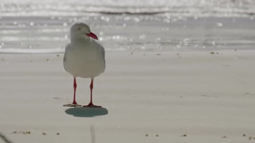 A seagull on the beach on a sunny day - isolated close up
