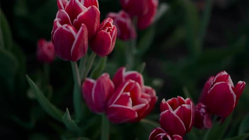 View Above Blooming Red Tulips With Fresh Green Leaves Outdoors. Closeup Beautiful Flourish Flowe...