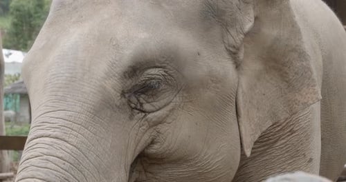 Close-Up of Adult Asian Elephant Eating