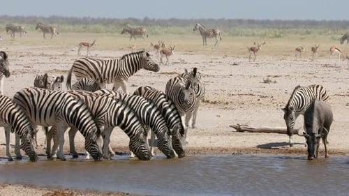 African Wildlife At A Waterhole, Etosha National Park