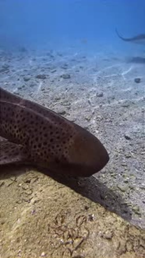 Spotted Leopard Shark Swimming Over Sandy Sea Floor