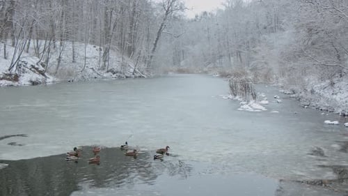 Ducks sleep, clean their feathers, eat algae. Ducks are beautifully reflected in water.