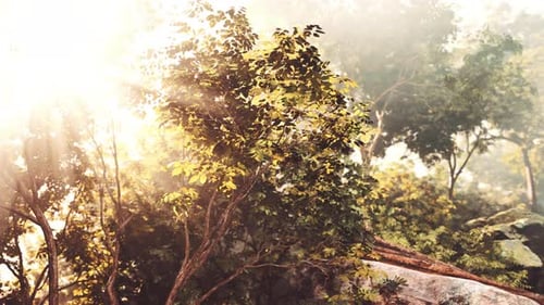 The Sun Shines Through the Trees and Rocks