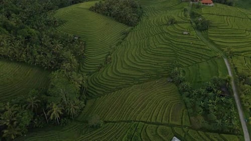 Panoramic View Of Terraced Rice Fields In Bali, Indonesia - aerial drone shot