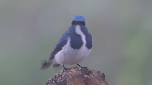 The Ultramarine Flycatcher, also known as the White-browed Blue Flycatcher, a winter migrant to Thai