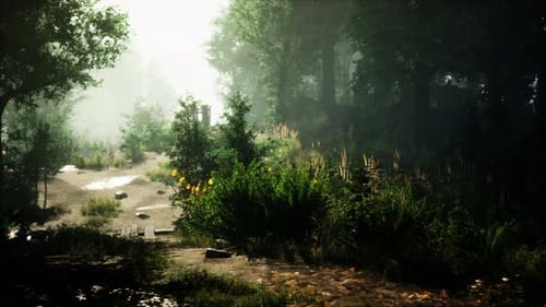 Autumn Forest Scenery with Rays of Warm Light