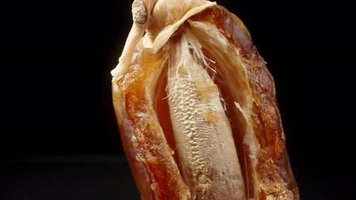 A date fruit, broken into pieces with a stone inside. Macro slide up.