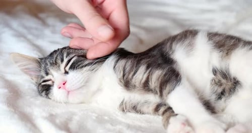 Sleeping Kitten is Stroking by a Male Hand. Pets Concept. Cozy Atmosphere with a Cat at Home