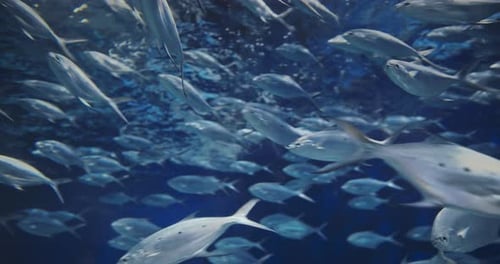 Large School Of Smallspotted Dart