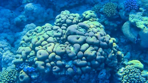 Coral reefs in Red Sea in Egypt
