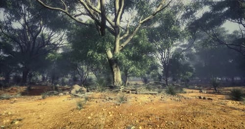 Realistic Australian Bushland Forest Slow Panning Landscape