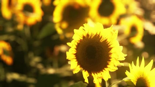 Beautiful Field of Blooming Sunflowers Against Sunset Golden Light