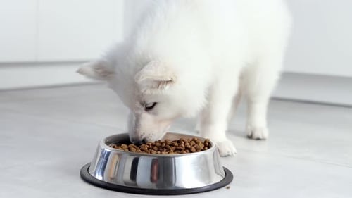 Fluffy White Puppy Eating Food from a Bowl