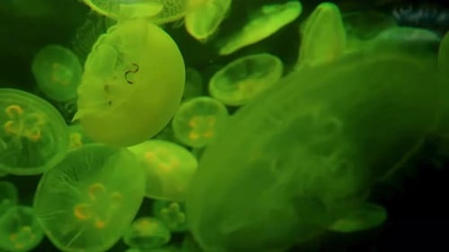 Jellyfish 4K Shot