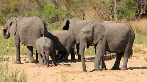 Afrikanische Elefantenherde, Krüger-Nationalpark