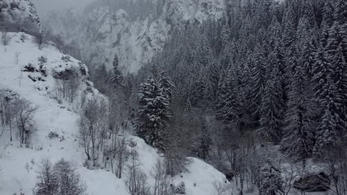 Winter Forest