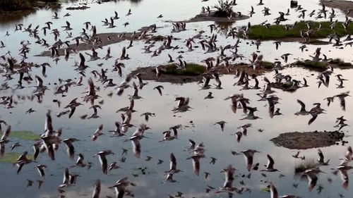 Flock of Birds Take Flight Over Tropical Wetland