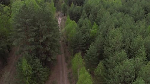 Fast Flight Over Forest Dirt Road