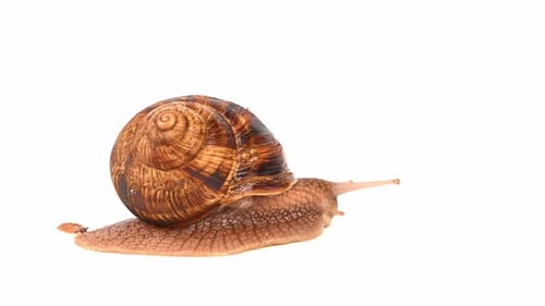 A snail is laying on its back, with its shell showing