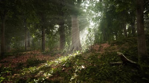 Forest Trees Nature Green Wood Sunlight View
