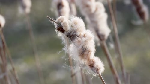 Close-Up of Fluffy Cattail Seed Head