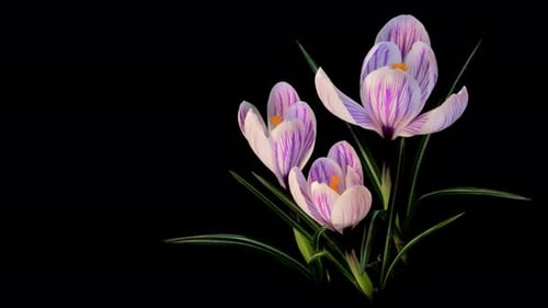 Flower Blooming, Flowers Bloom