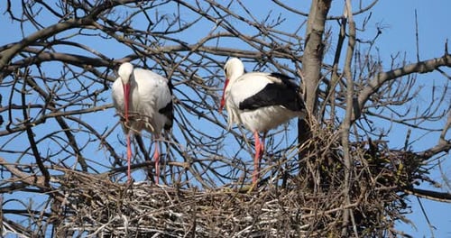 Ein paar Weißstörche (Ciconia ciconia) bauen das Nest. Die Camargue, Südfrankreich
.