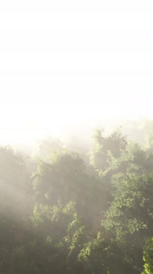 Morning Fog in Dense Tropical Rainforest
