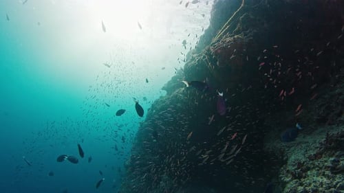 Stingrays and Fish Swim in the Sea Underwater Footage of the Vivid Sea Full of Marine Life