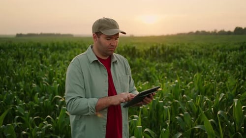 Farmworker With Tablet In Green Cornfield In Summer Portrait Agribusiness Concept