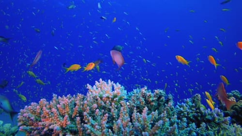 Colourful Coral Reef Scene