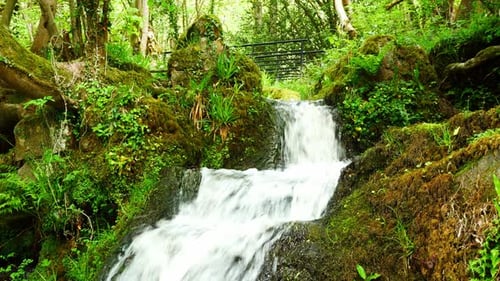 Beautiful fresh flowing clear waterfall cascades in peaceful lush green forest foliage environment