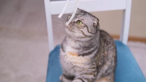 O gato cinza listrado Scottish Fold está brincando em casa caçando uma corda nas mãos do dono